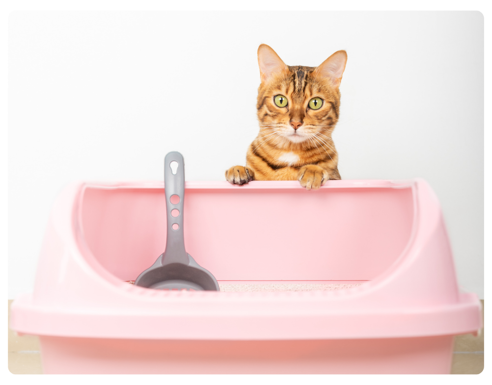 Automatic Litter Boxes for cats