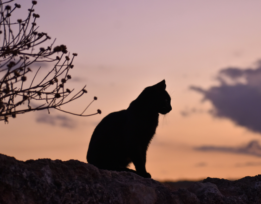 Automatic Litter Boxes for big cats